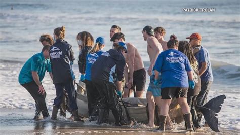 SeaWorld San Diego rescue team discusses beached whale death